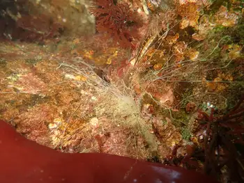 Curlyhead Spaghetti Worm