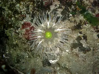 Moonglow Anemone