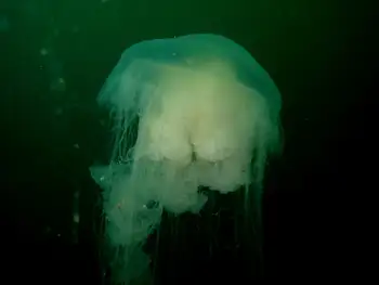 Egg Yolk Jelly