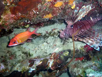 Lionfish