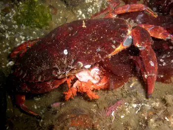 Red Rock Crab
