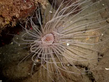 Tube Dwelling Anemone
