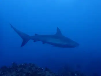 galapagos shark