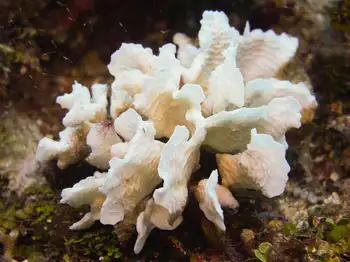 coral