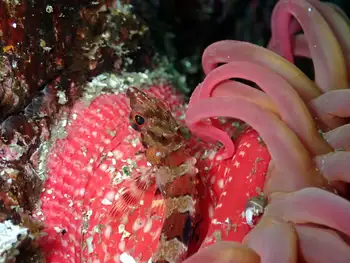 Sculpin