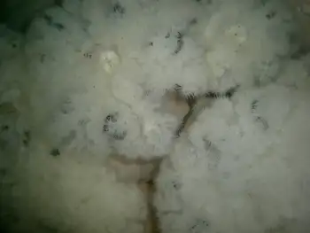 Metridium Anemones