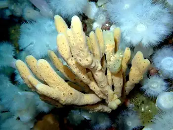 Glove Sponge