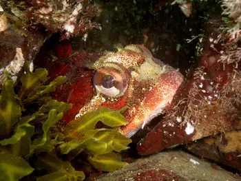 Red Irish Lord Sculpin