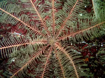 Northwest Feather Star