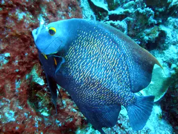 French Angelfish