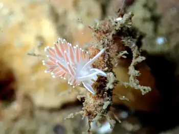 Red Gilled Nudibranch