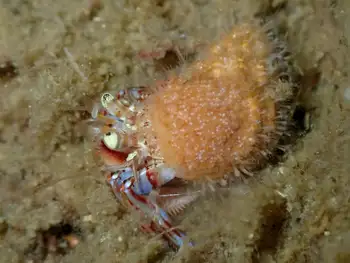 Zoanthids