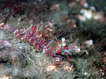 Kincaid Shrimp