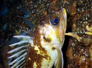 Copper Rockfish
