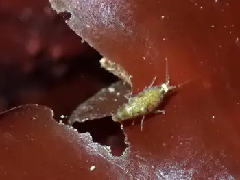 isopod