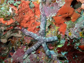multipore star