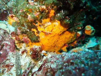 Sponge