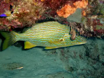 bluestripe grunt