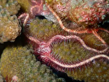 sea fan brittle star