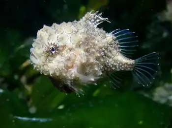 Spiny Lumpsucker