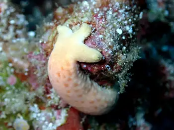Multipore Star