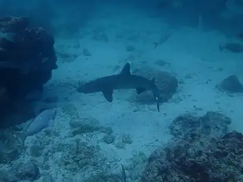 Whitetip Reef Shark