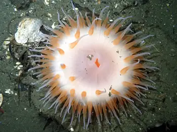 Swimming Anemone