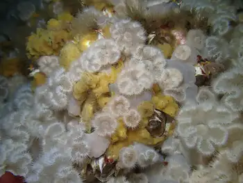 Short Plumose Anemones