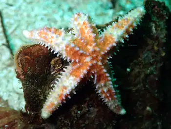 Rainbow Star
