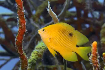 Damsel Fish