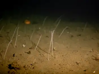 Northwest Sea Whips