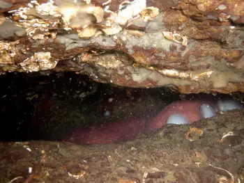 Giant Pacific Octopus