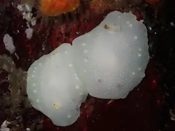 Modest Cadlina Nudibranch