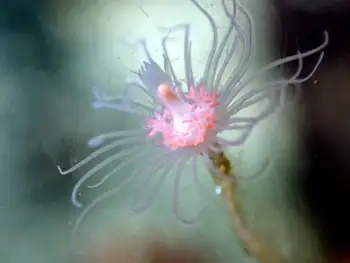 Fairy Palm Hydroid