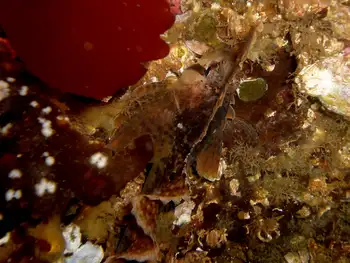Sailfin Sculpin