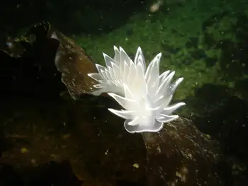 Alabaster Nudibranch