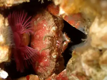 Pygmy Rock Crab