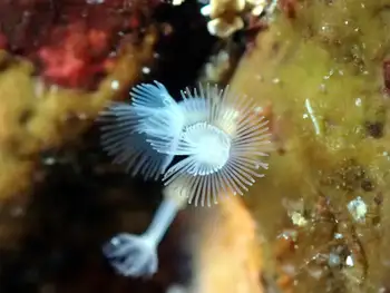 Hydroids