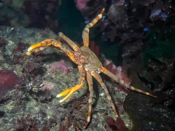 Scaled Crab