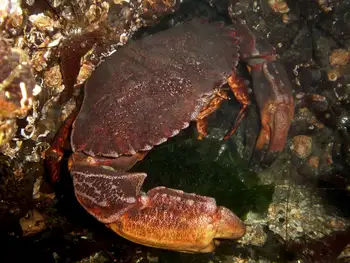 Red Rock Crab