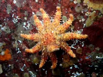 Rose Star
