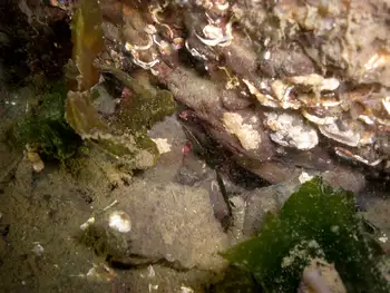 Shrimp