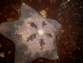 Slime Star
