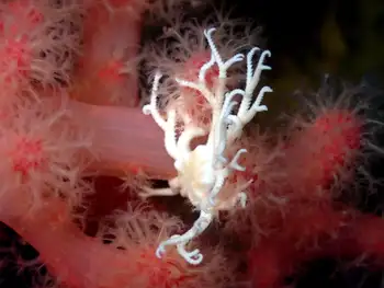 Pacific Basket Star