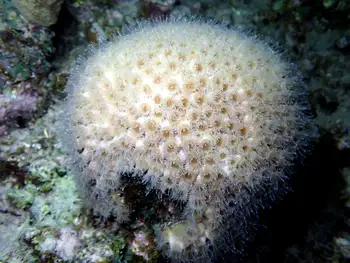Coral