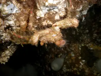 Sharp Nosed Crab
