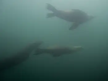 California Sea Lions