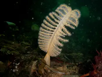 Ptilosarcus gurneyi Sea Pen