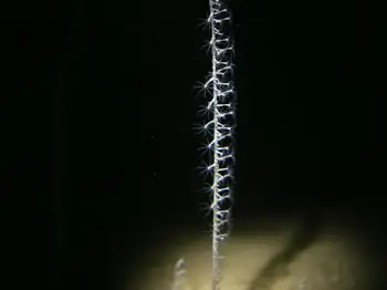Northwest Sea Whip