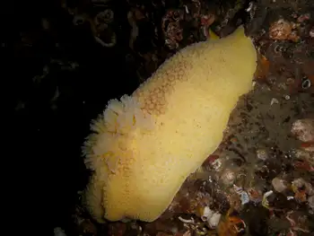 Noble Sea Lemon